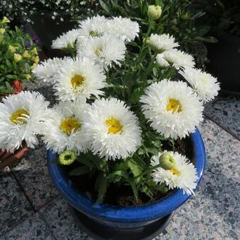 Leucanthemum 'Aglaia'