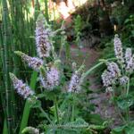 Mentha rotundifolia  - 