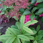 Rodgersia pinnata 'Superba' - 