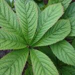 Rodgersia pinnata 'Superba' - 