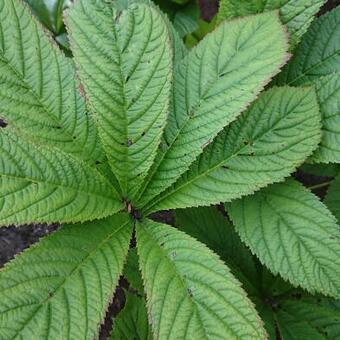 Rodgersia pinnata 'Superba'