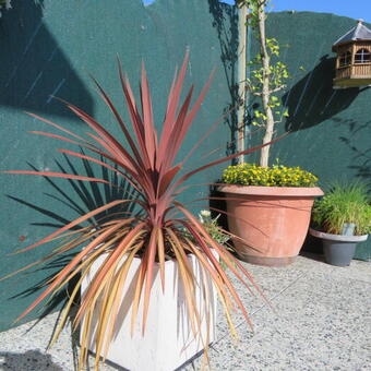 Cordyline australis 'Red Star'