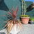 Cordyline australis 'Red Star'