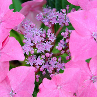 Hydrangea macrophylla 'Tiffany'