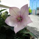 Platycodon grandiflorus 'Astra Pink' - 