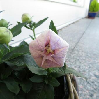 Platycodon grandiflorus 'Astra Pink'