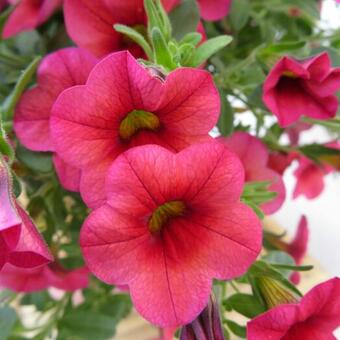 Calibrachoa hybrida 'CALITA Pink'