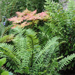 Polystichum retrosopaleaceum - 