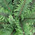 Polystichum retrosopaleaceum