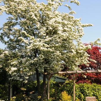 Crataegus x lavallei