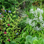 Gypsophila paniculata 'Summer Sparkles' - 