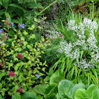 Gypsophila paniculata 'Summer Sparkles'