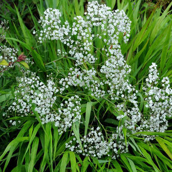 Gypsophila paniculata 'Summer Sparkles'