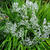 Gypsophila paniculata 'Summer Sparkles'