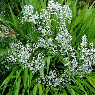 Gypsophila paniculata 'Summer Sparkles' - 