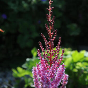 Astilbe x arendsii 'Erika'