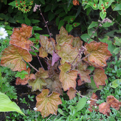 Heuchera villosa 'Dark leaved Strain' - 