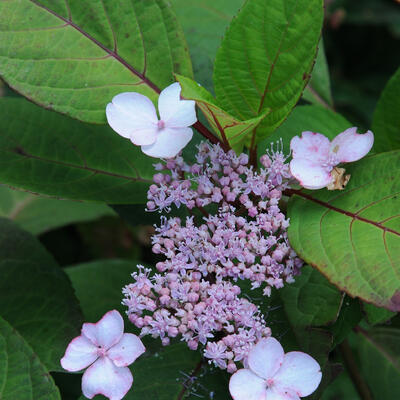 Hydrangea serrata 'Ramis Pictis - 