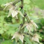 Epipactis helleborine - Breitblättrige Stendelwurz