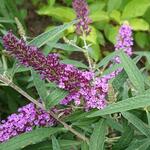 Buddleia davidii  'Colour Fountain Blue' - 