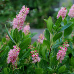 Clethra alnifolia 'Ruby Spice' - Clethra alnifolia 'Ruby Spice'