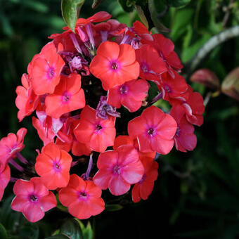 Phlox paniculata 'Freudenfeuer'