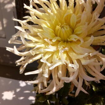 Dahlia 'Shining Star'