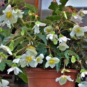 Begonia pendula (wit)