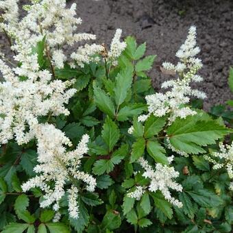 Astilbe 'YOUNIQUE White'