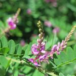 Indigofera heterantha 'Gerardiana' - 