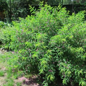 Indigofera heterantha 'Gerardiana'