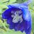 Delphinium EXCALIBUR 'Dark Blue White Bee'