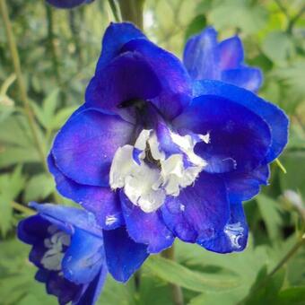 Delphinium EXCALIBUR 'Dark Blue White Bee'