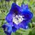 Delphinium EXCALIBUR 'Dark Blue White Bee'