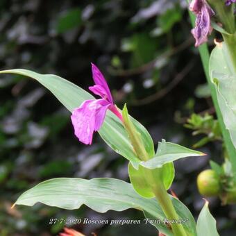 Roscoea purpurea 'Twin Towers'