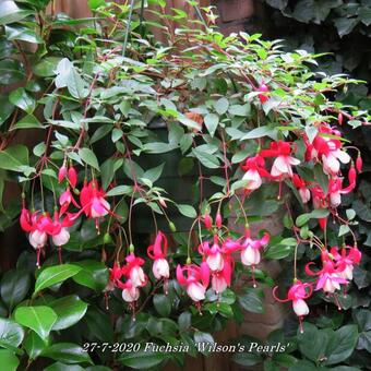 Fuchsia 'Wilson's Pearls'