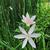 Hesperantha coccinea 'Pink Princess'