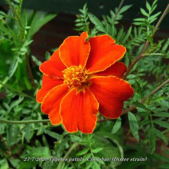 Tagetes patula 'Cinnabar' (Dixter strain)