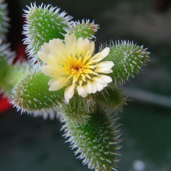 Delosperma echinatum