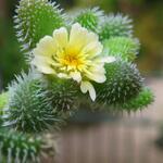 Delosperma echinatum - 