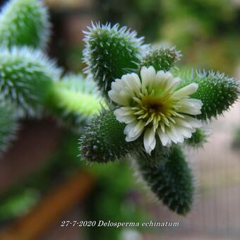 Delosperma echinatum