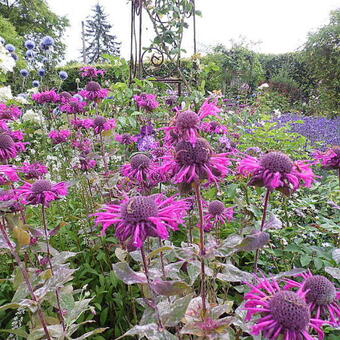 Monarda 'Scorpion'