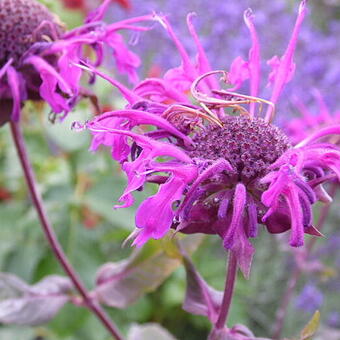 Monarda 'Scorpion'