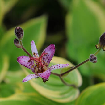 Tricyrtis formosana 'Samurai'