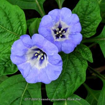 Nicandra physalodes 'Black Pod'