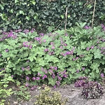 Geranium 'Japfu' - 