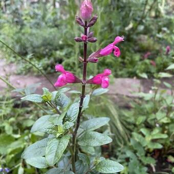 Salvia involucrata 'Mulberry Jam'