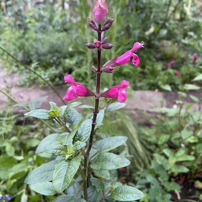 Salvia involucrata 'Mulberry Jam' - 