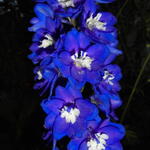 Delphinium EXCALIBUR 'Dark Blue White Bee' - 