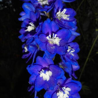 Delphinium EXCALIBUR 'Dark Blue White Bee'